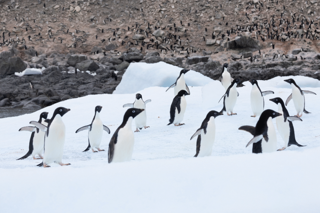 Gruppe von Adéliepinguinen auf schneebedecktem Boden vor felsigem Hintergrund