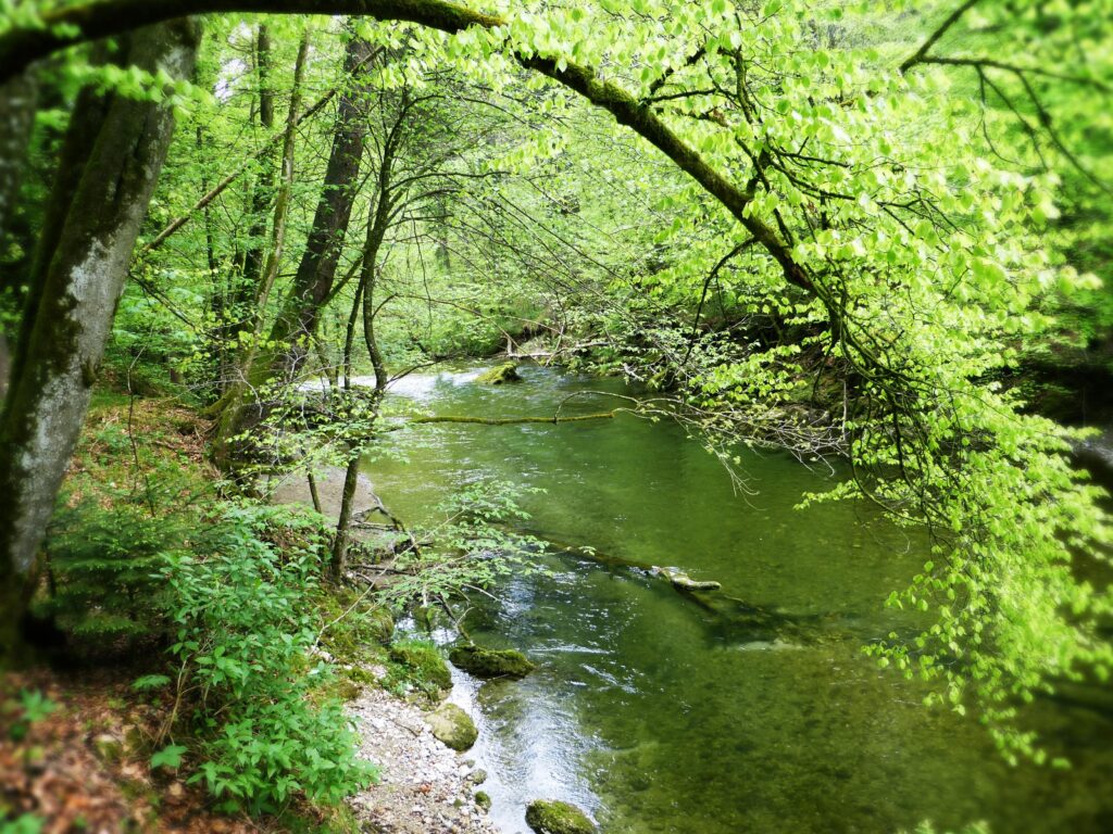 Ein Bach in einem grünen Wald.
